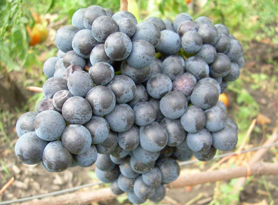 Мускат Куйбышевский: забытый сорт винограда и советы по его размножению