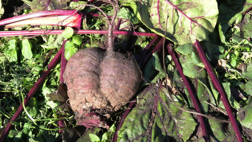 Как исправить белые кольца на свекле: советы по удобрению