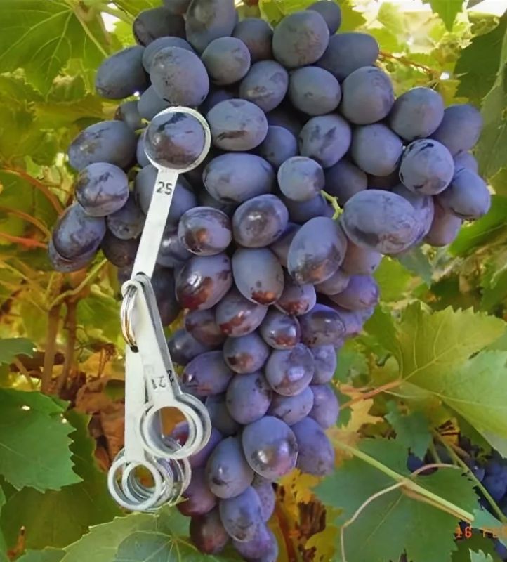 Как правильно удобрить виноград перед укрытием и обрезкой, чтобы увеличить урожайность